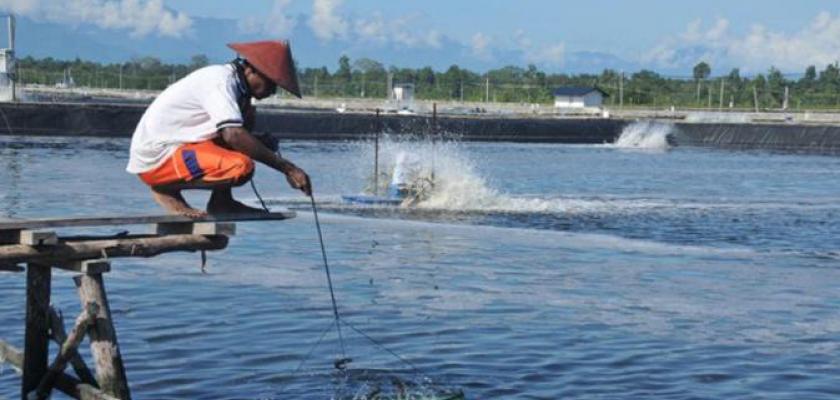 Jokowi Perhatikan Petani Udang di Mamuju Utara